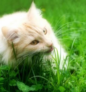 Kenapa Kucing Makan Rumput? Apakah Berbahaya? | Dokterhewanku.com