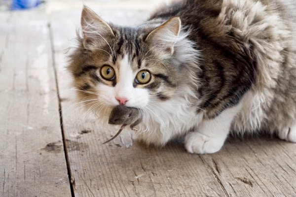 Kucing Membawa Pulang Tikus Mati